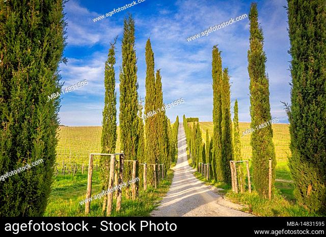 Italy, Tuscany, Siena province, Castelnuovo Berardenga, cypress grove near the village of San Gusmè