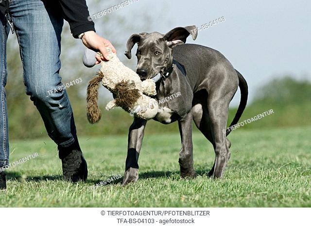 playing Great Dane Puppy