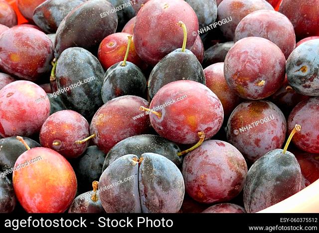 close-up ripe red plums, natural backyard plums