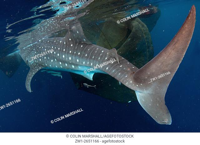 Whale Shark (Rhincodon typus) tail at surface near fishing raft (Bagan) with Remoras, Cenderawasih (Bird of Paradise) Bay, West Papua, Indonesia