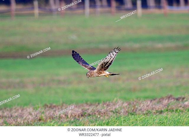 Female Hen harrier hunting over a meadow.   Weibliche Kornweihe ( Circus cyaneus ) bei der Jagd