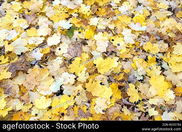 Herbstimpressionen, Herbst, Herbstblaetter