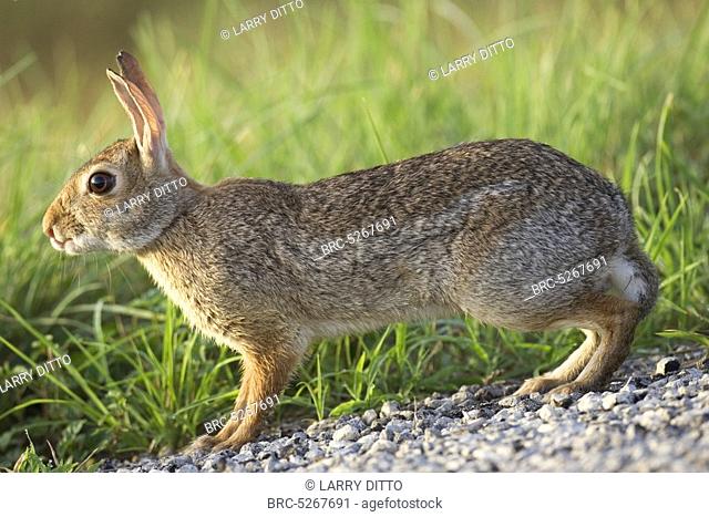 , Cottontail Rabbit Sylvilagus floridanus sitting up to look for danger