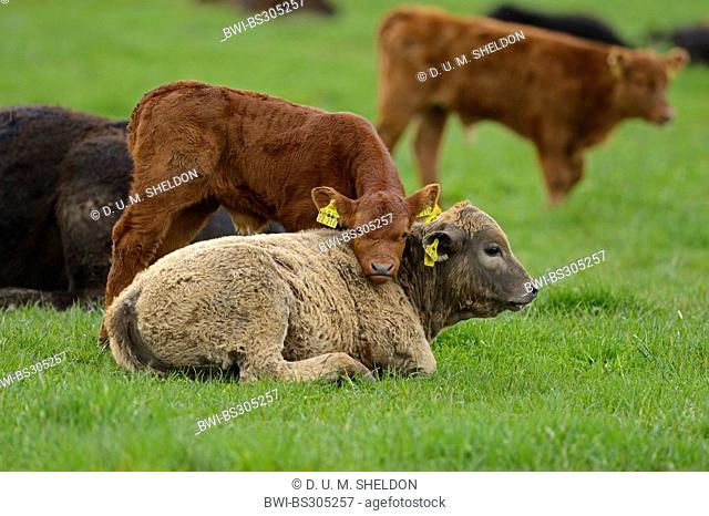 domestic cattle (Bos primigenius f. taurus), with calf in a pasture, Germany, Bavaria