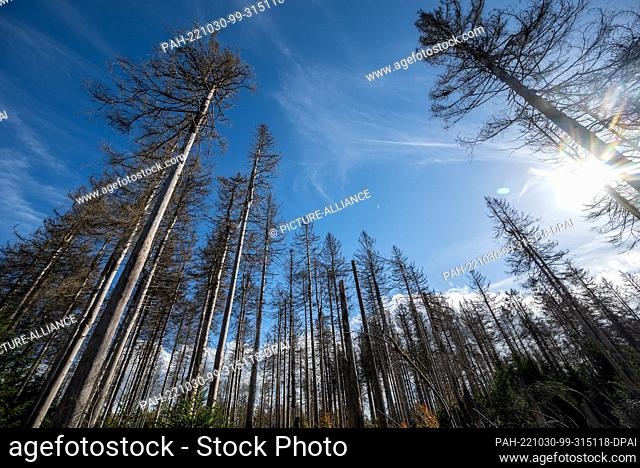PRODUCTION - 24 October 2022, Rhineland-Palatinate, Börfink: Spruce trees destroyed by bark beetles stand in the Hunsrück-Hochwald National Park