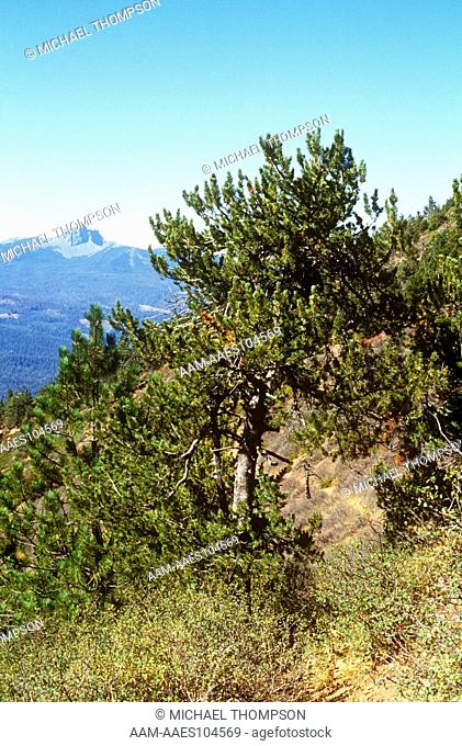 White Bark & Ponderosa Pine at Black Butte, Oregon Cascades (Pinus albicaulis)