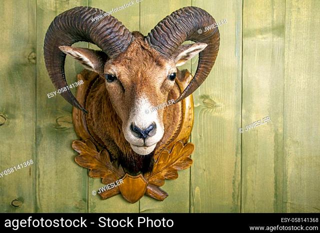 stuffed mouflon head in front of a rustic wooden wall