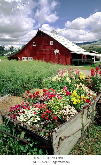 RED BARN and FLOWERS - OREGON FARM, USA, Oregon
