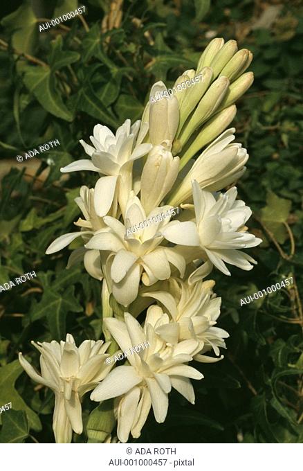 Polianthes tuberosa - creamy white colored in evening light - rich bouquet of flowers and buds to intoxicate the night