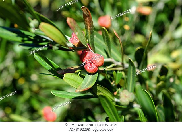 Spurge olive (Cneorum tricoccon or Cneorum tricoccum) is a shrub native to western Mediterranean coasts. Leaves and fruits are rich in tannin
