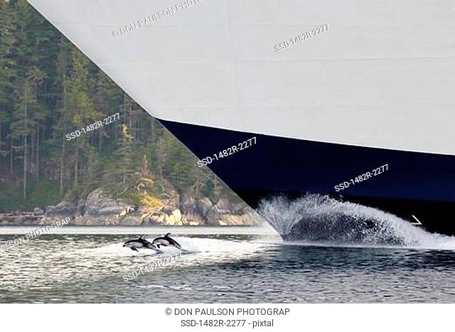 Pacific white-sided dolphins Lagenorhynchus obliquidens with cruise ship in a channel, Johnstone Strait, British Columbia, Canada
