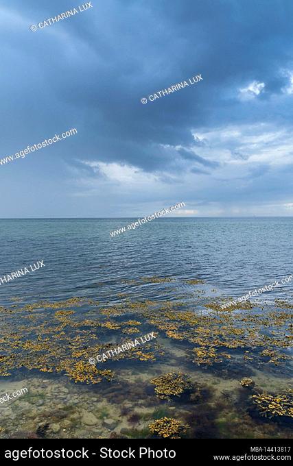 Germany, Schleswig-Holstein, Eckernförder Bucht, steep shore near Dänisch-Nienhof, algae carpet
