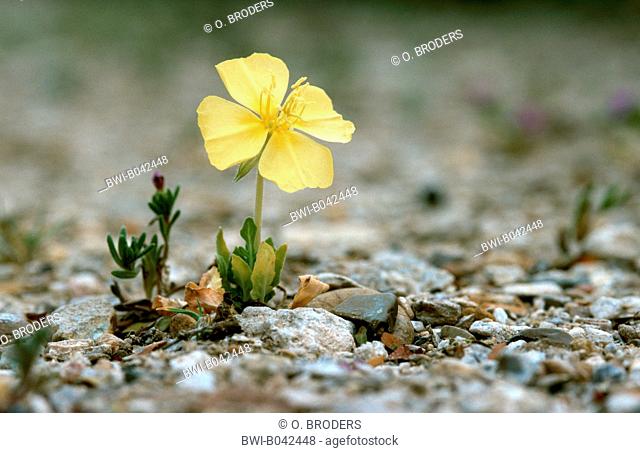 Evening-primrose species (Oenothera spec.), single plant flowering in the desert, USA, Texas, Big Bend Np