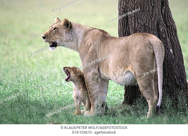 Lioness (Panthera leo) with yawning cub. Masai Mara, Kenya