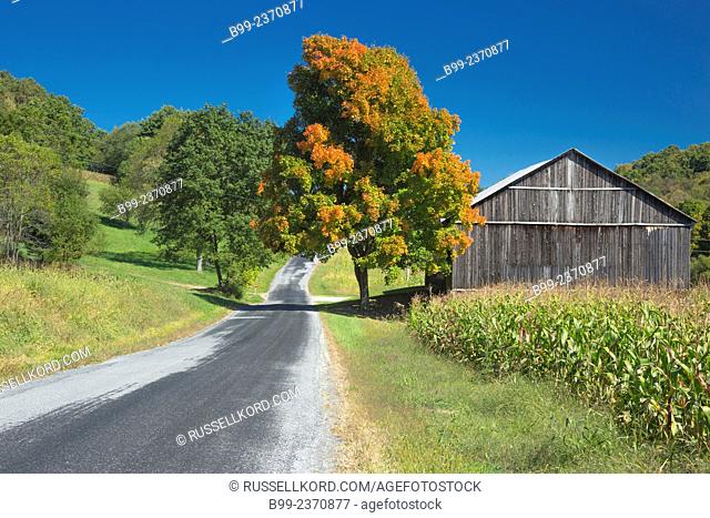 Fall Scenic Roadside Cornfield Single Tree Barn Indiana County Pennsylvania Usa