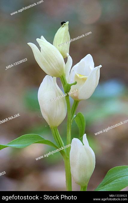 White helleborine, Cephalanthera damasonium