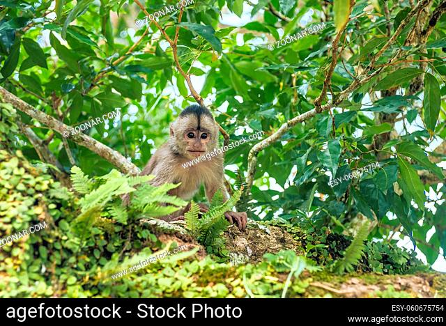 Capuchin monkey in Misahualli, Amazon Napo province, Ecuador