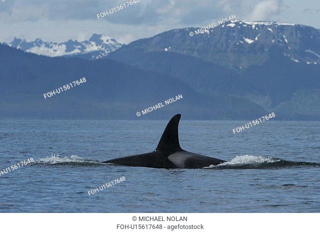 Young Killer Whale Orcinus orca power lunging in Southeast Alaska, USA. Pacific Ocean