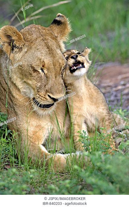 Lion (Panther leo), lioness and cub, social interaction, Sabi Sand Game Reserve, South Africa