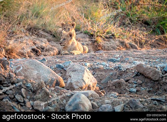 Lion cubs laying on the rocks in the Pilanesberg National Park, South Africa