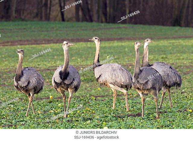 Greater Rhea (Rhea americana). Group of adults standing on a rape field