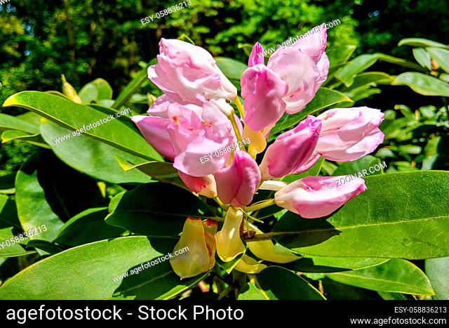 Blown beautiful magnolia flower on a tree with green leaves