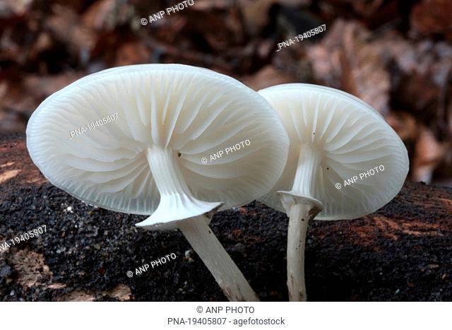 Porcelain fungus Oudemansiella mucida - Hoog Buurloo, Veluwe, Gelderland, Guelders, The Netherlands, Holland, Europe