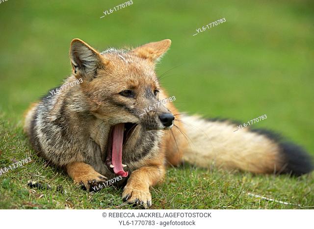 A yawning Pategonian grey fox Lycalopex griseus in the Parque National Tierra del Fuego, Argentina