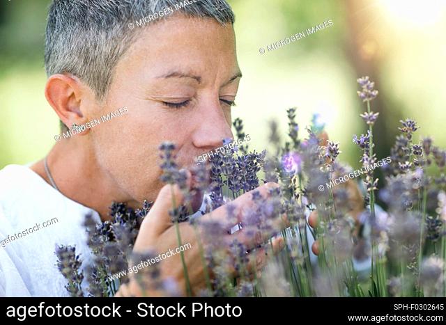 Middle-aged woman smelling lavender flowers in bloom and enjoying their fragrance in the summer. Setting sun in the background