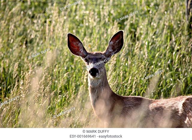 Mule Deer doe in tall Sakatchewan vegetation