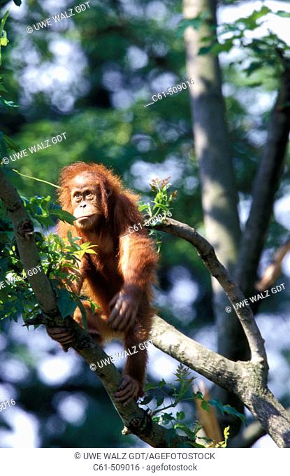Sumatra Orangutan (Pongo pygmaeus abelii)