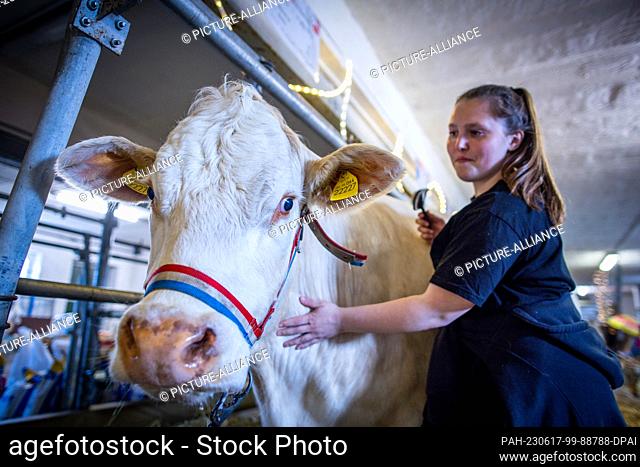 05 May 2023, Mecklenburg-Western Pomerania, Karow: The young breeder Kim Witych from Saxony-Anhalt prepares the cow ""Chayenne"" for the presentation in the...