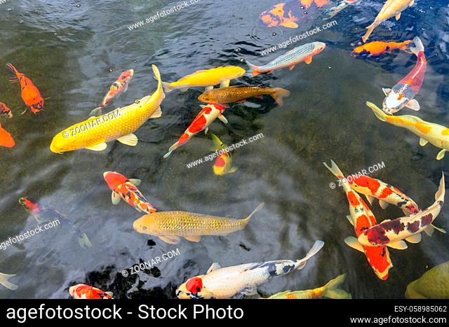 Beautiful koi fish swimming in pond of a fishery