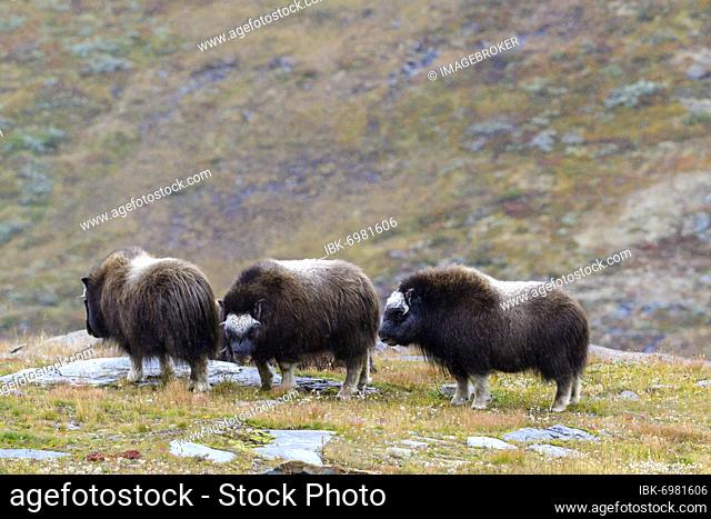 Musk oxes (Ovibos moschatus) in autumn landscape, fells, herd, Dovrefjell-Sunndalsfjella National Park, Norway, Europe