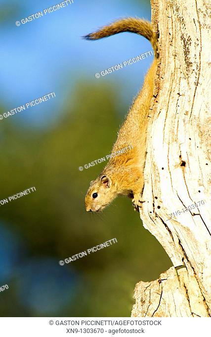 Smith's Bush Squirrel (Paraxerus cepapi) on tree, Kruger National Park, South Africa