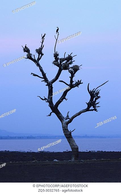 Birds nest on a dead tree near Veer dam, Maharashtra, India