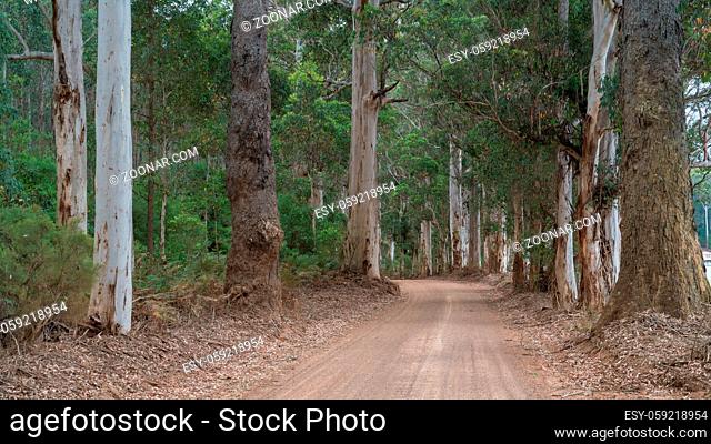 Gravel road through the forests of the Mount Frankland National Park, Western Australia