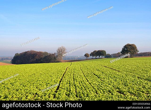 Field in the Limburg hills near the Dutch village Doenrade
