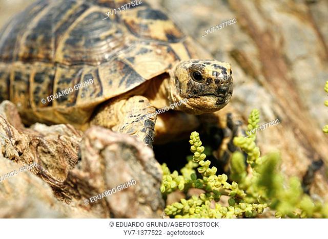 Copy of Tortuga Mora Testudo graeca in the vicinity of Cabo Cope, a shelter of this tortoise, which is protected by being on the list of endangered species to...