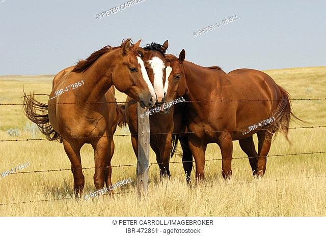 Three horses huddle together along a fence line on the Prairies - Southern Saskatchewan, Canada