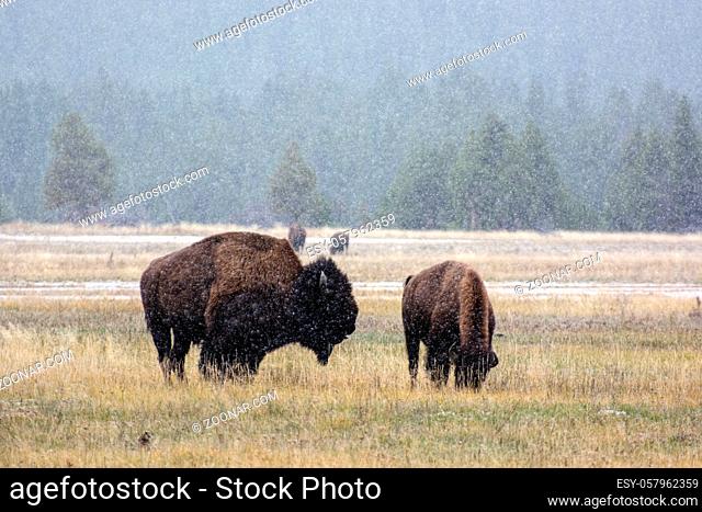 American bison (Bison bison) in the snow