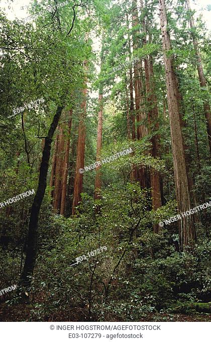 Redwood trees (Sequoia sempervirens), Muir Woods National Monument. California, USA