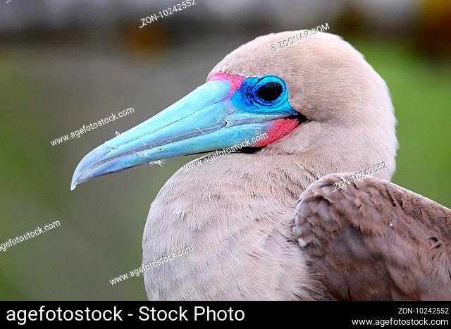 Portrait of Red-footed Booby (Sula sula) on Genovesa island, Galapagos National Park, Ecuador