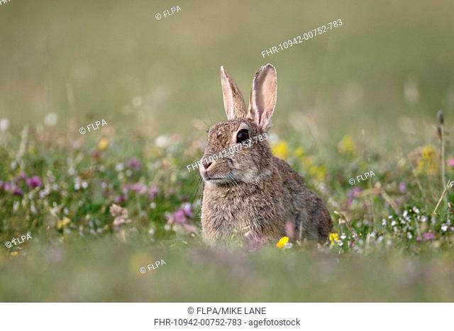 European Rabbit (Oryctolagus cuniculus) adult, sitting amongst wildflowers, Isle of Mull, Inner Hebrides, Scotland, July