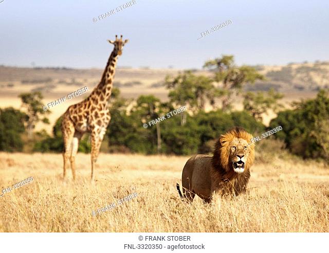 Lion Panthera leo and masai giraffe Giraffa camelopardalis tippelskirchi, Masai Mara National Reserve, Kenya