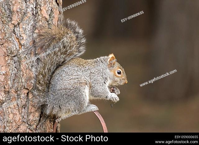 A cute squirrel is perched on a bird house hanger eating the seeds from it in Rathdrum, Idaho