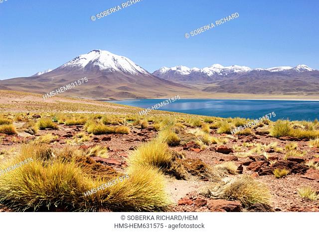 Chile, Antofagasta region, Atacama Desert, Miniques and Miscanti lagoon, lagoon Miscanti at 4200 meters altitude in the Andes