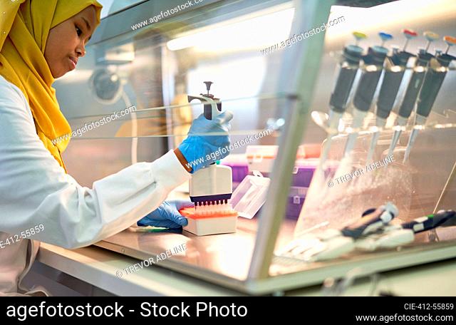 Female scientist in hijab filling pipette tray at fume hood in laboratory