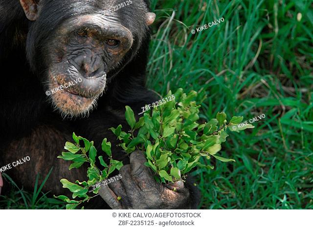 Rescue Chimpancees ( Pan troglodytes ) from Burundi and Uganda are brought to the Sweetwater Rehabilitacion Center in Northen Kenya