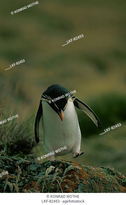Western Rockhopper Penguin, Eudyptes chrysocome, Eudyptes crestatus, Falkland Islands